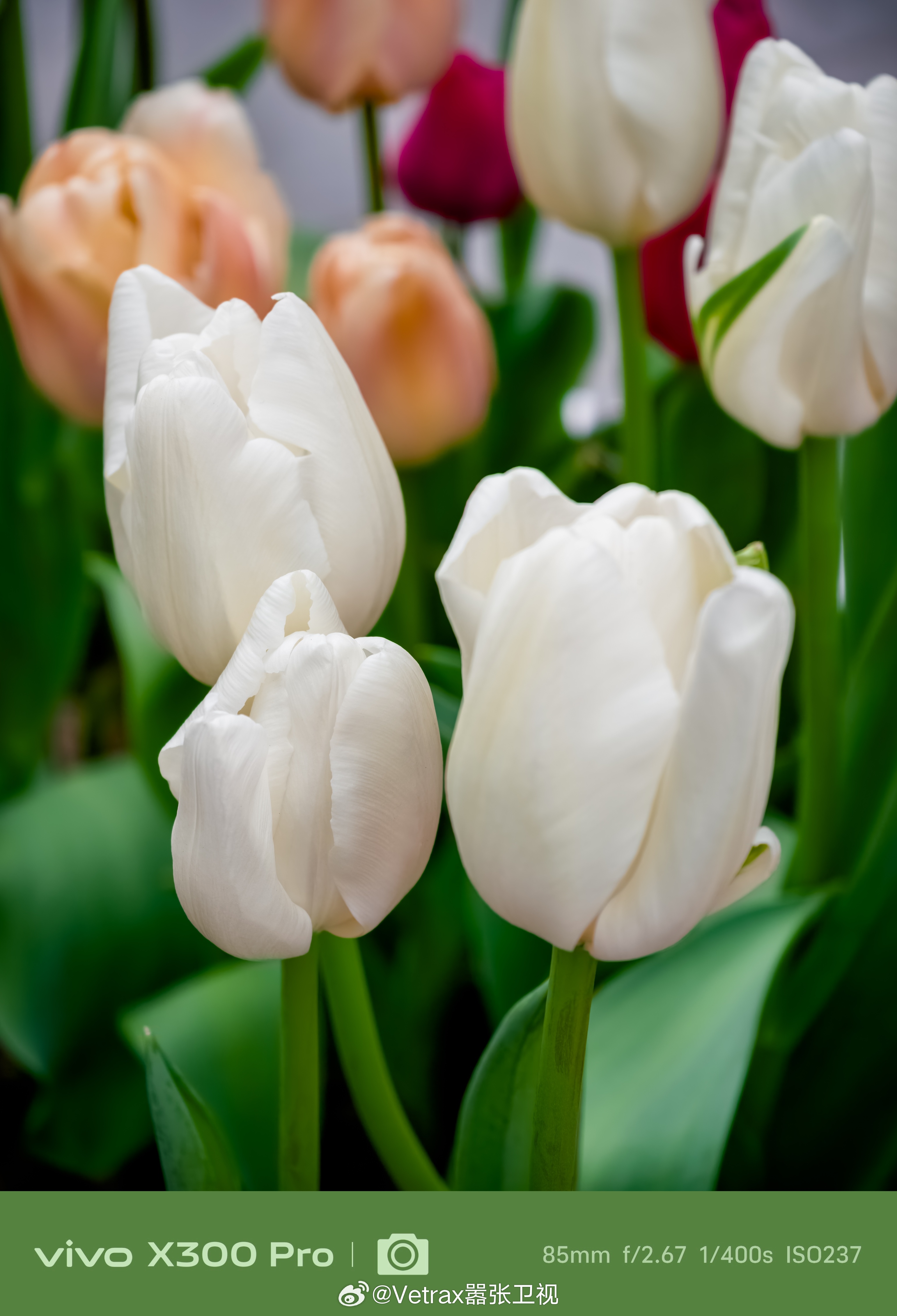 大宁公园的热闹咱就不凑了。我寻思商场里的这个郁金香也蛮好看的。 上海·大宁音乐广