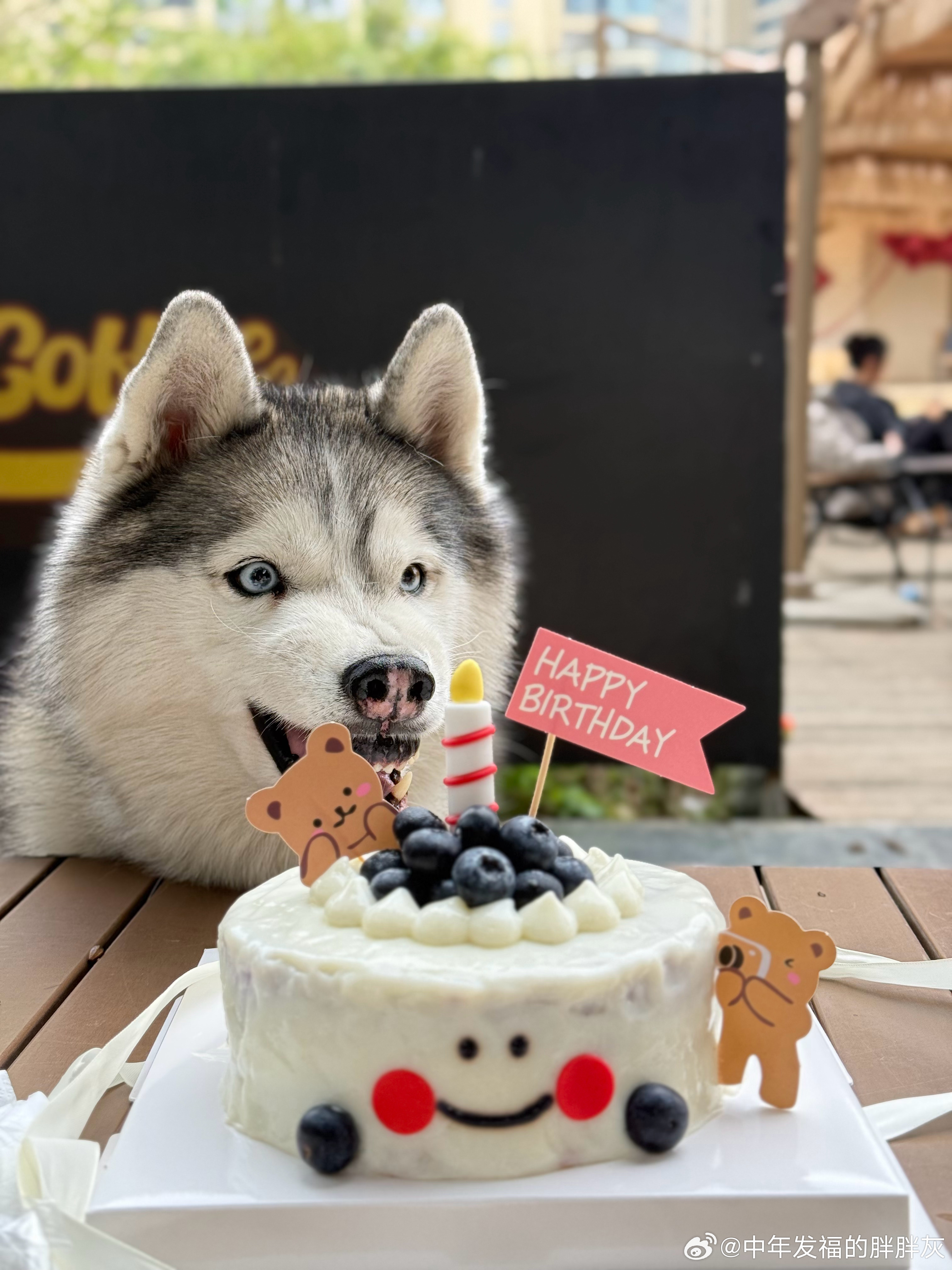 哈士奇  以后就是一只成熟的小狗啦！ 