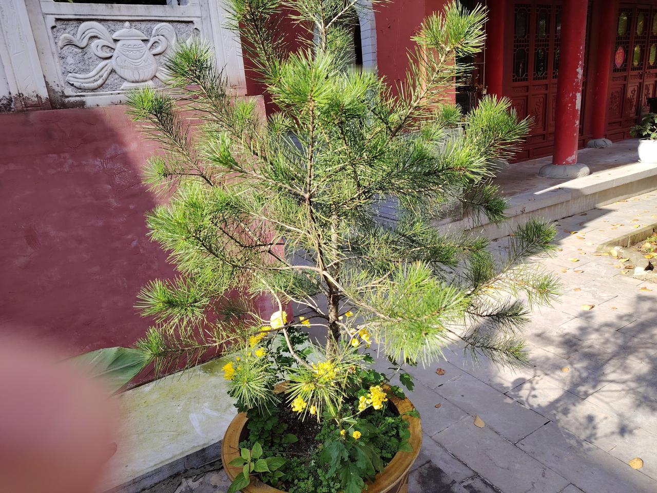 今日立冬，祝您冬日安康！送一份冬安，岁岁无恙。送一份冬暖，三餐不重样。送一份冬福