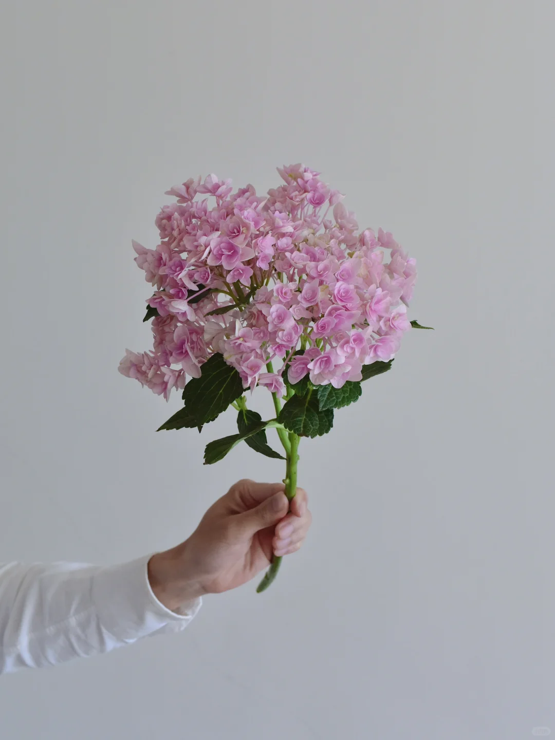 绣球·妖精之吻