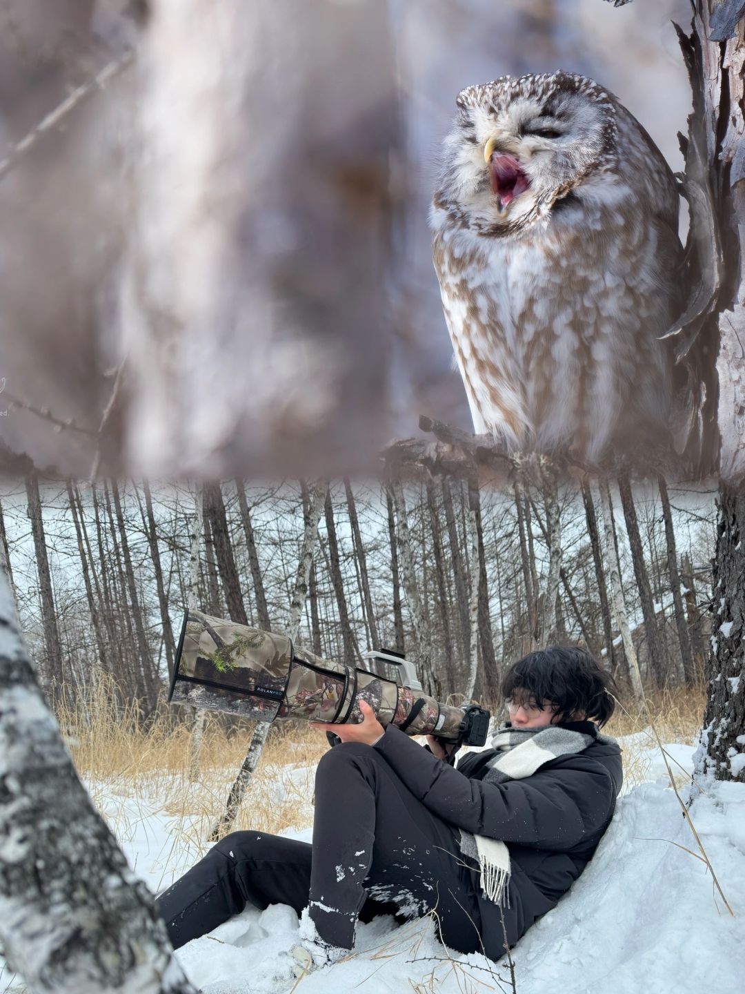 零下15度等三小时，只为偷窥猫头鹰起床
