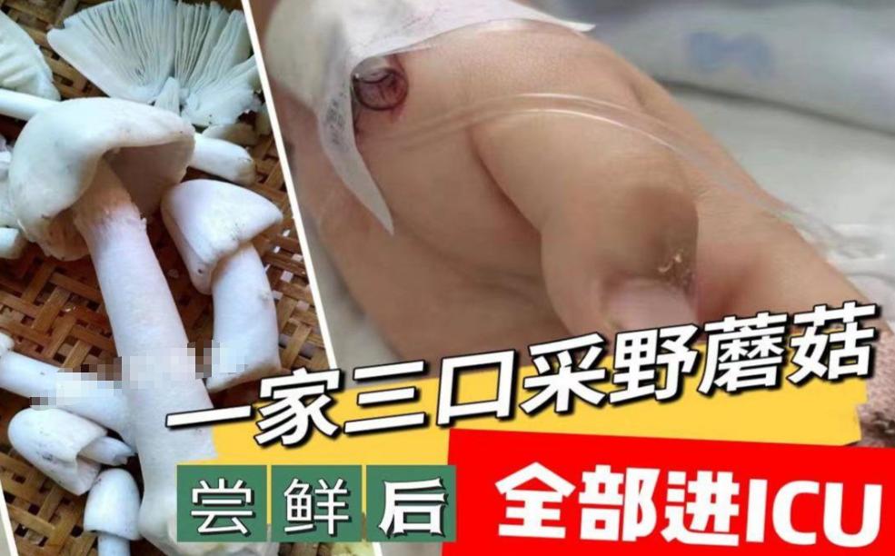 AI又闯祸了！ 不少人出门进山游玩，看到土里冒出外形熟悉的菌类，第一反应不是躲开