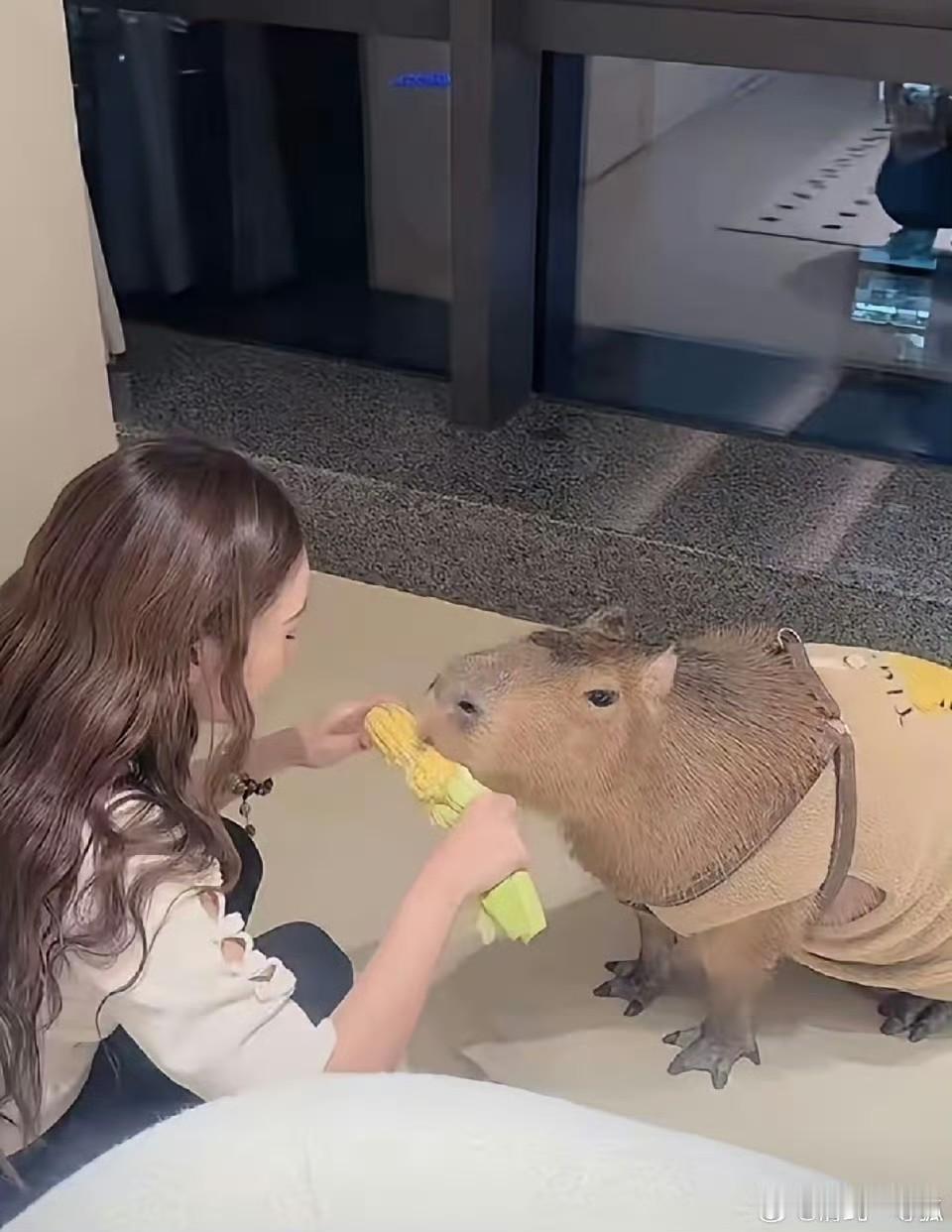 马筱梅真是好样的原来这卡皮巴拉是马筱梅专门为小霖霖买的，只因为小霖霖说他喜欢然后