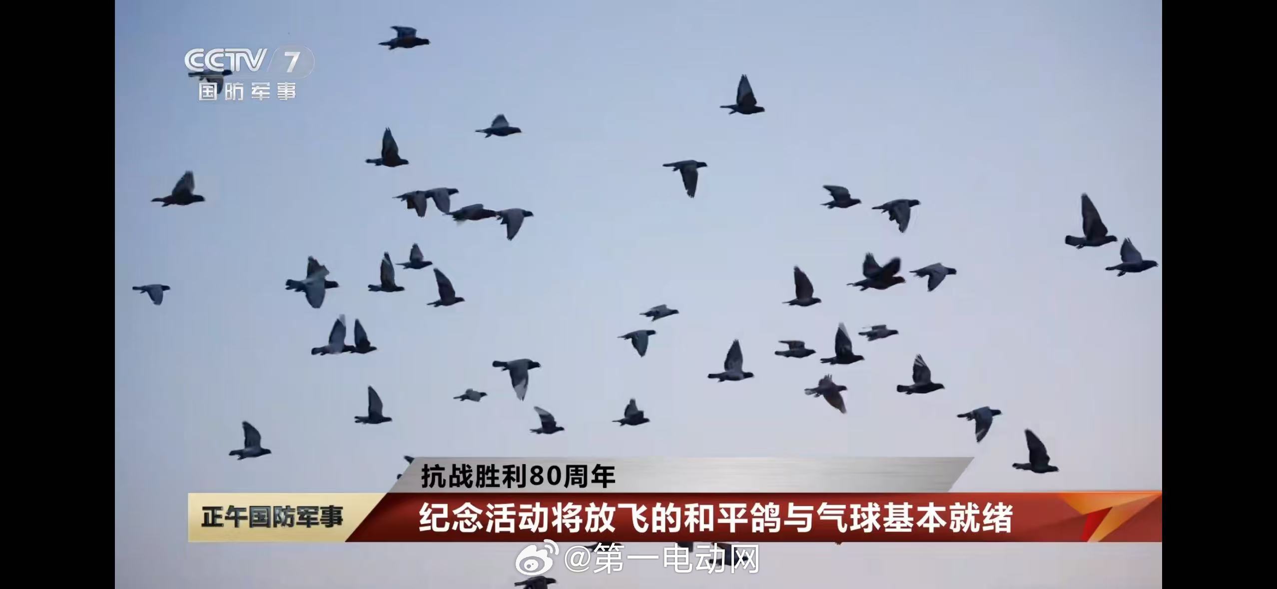 激动的心情溢于言表，8万羽鸽子和8万只气球同时腾空  明天出门不知道能不能看到！
