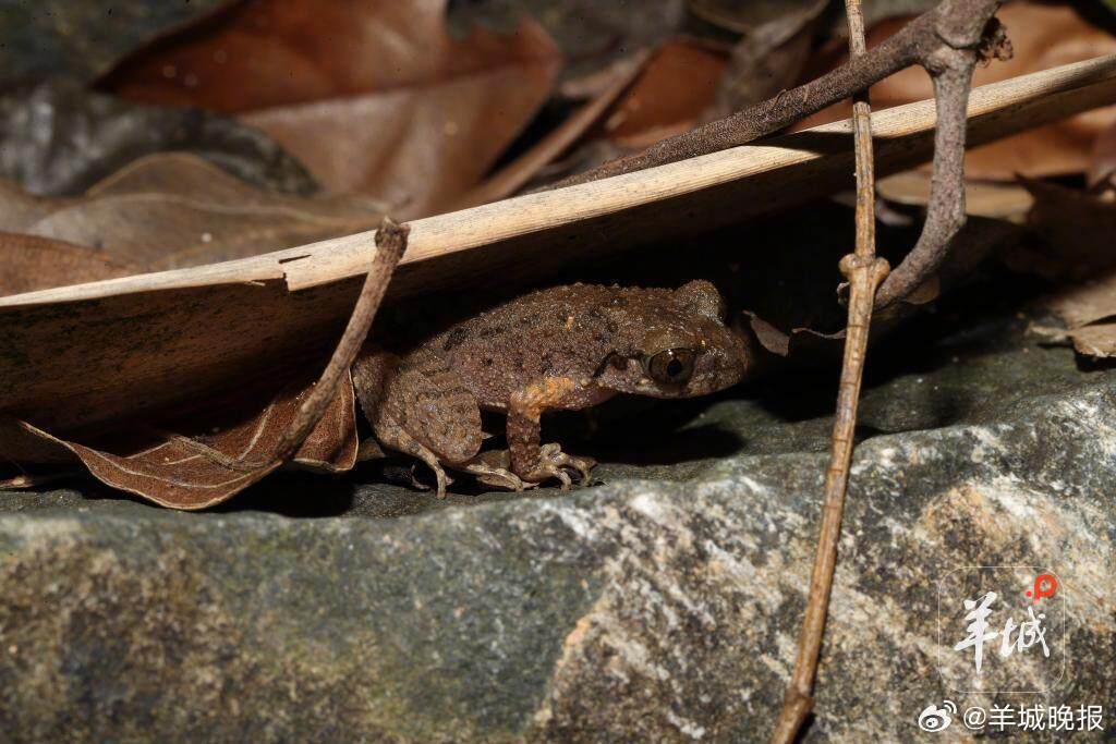 【命名颇具佛山特色】据新华社消息，广东环境保护工程职业学院、广东省环境科学研究院