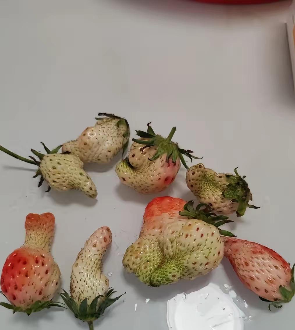 我爱长啥样长啥样，能咋滴，我就问你能咋滴？

没有农药，没有化肥的草莓，终于放飞