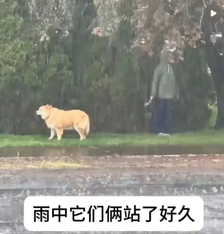 倔人和倔狗 