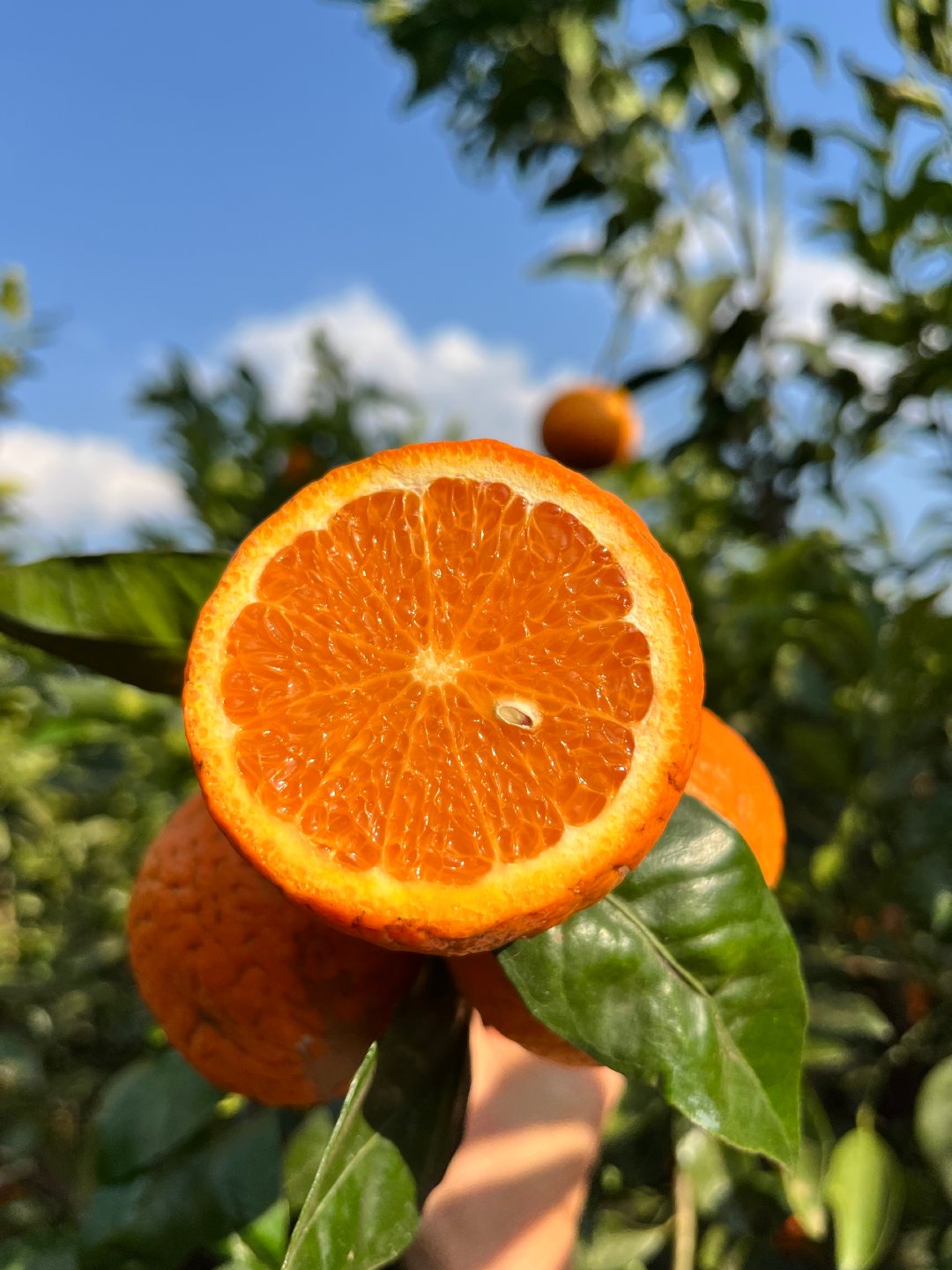 被颜值耽误了的云南高山沃柑，吃起来一口爆汁，甜甜无酸味，根本停不下来，在柑橘类水