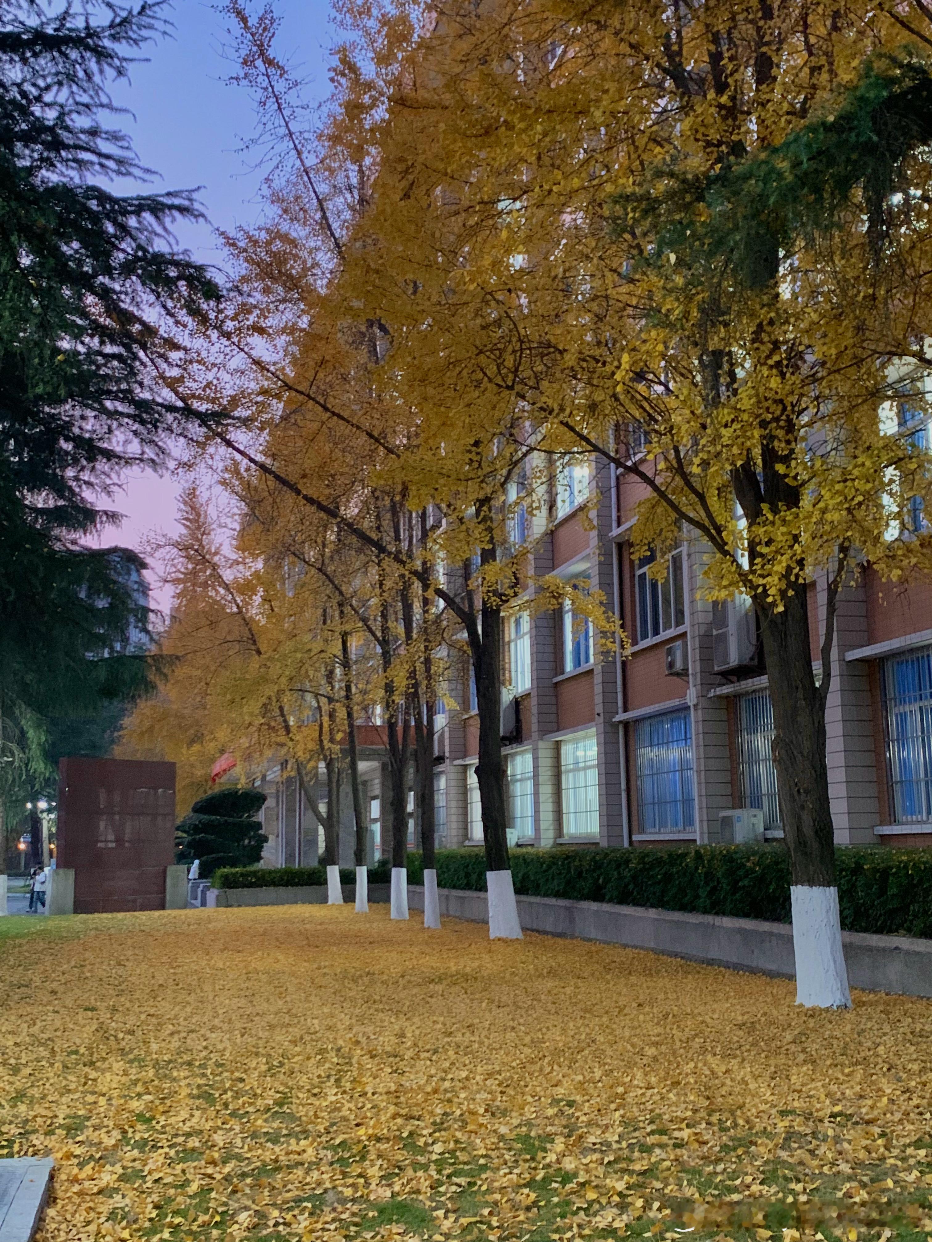 银杏看起来暖暖的，成都阴霾的冬天看着为数不多能让人稍微开心点的东西... 