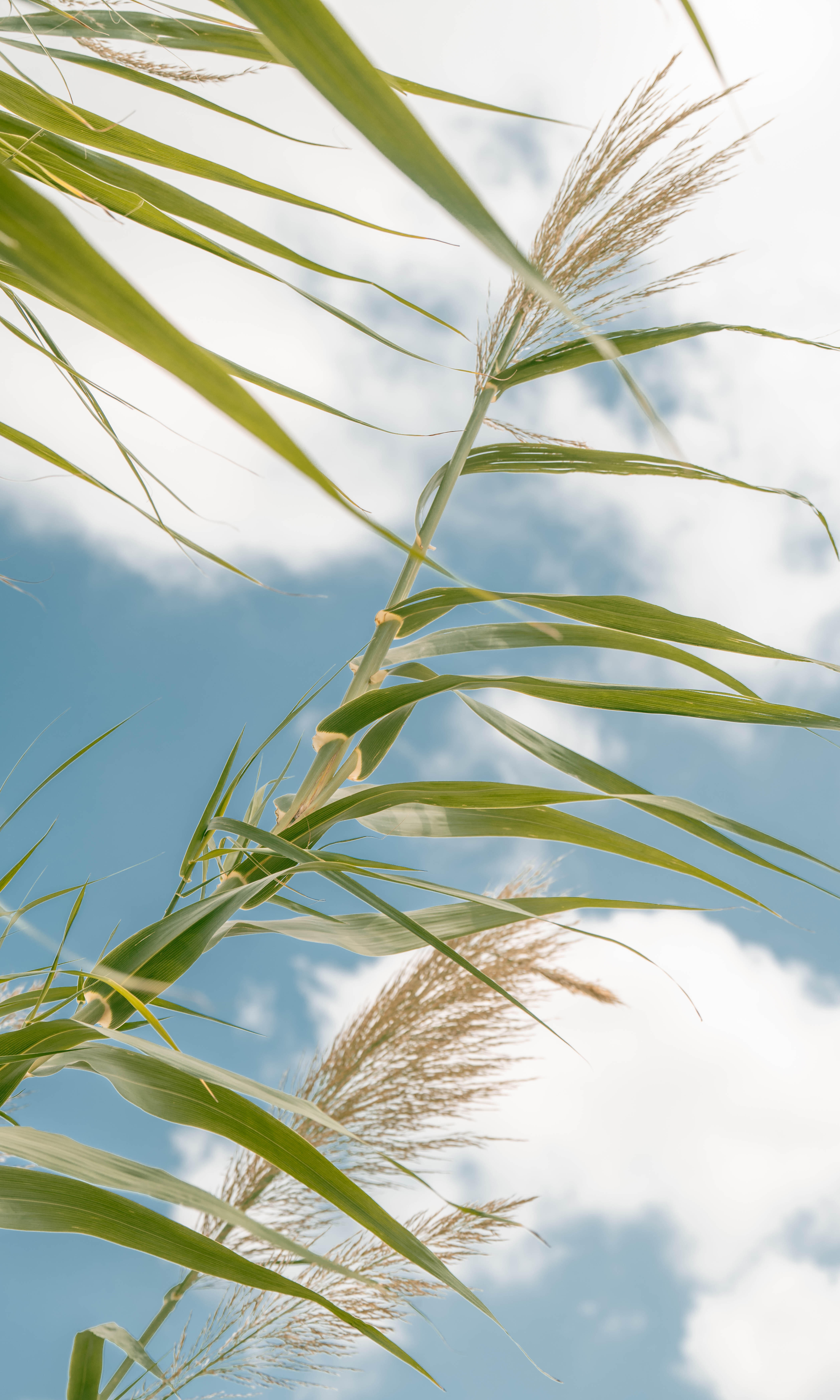 芦苇•轻舞路过一片野趣，偷了点秋天的蓬松。 