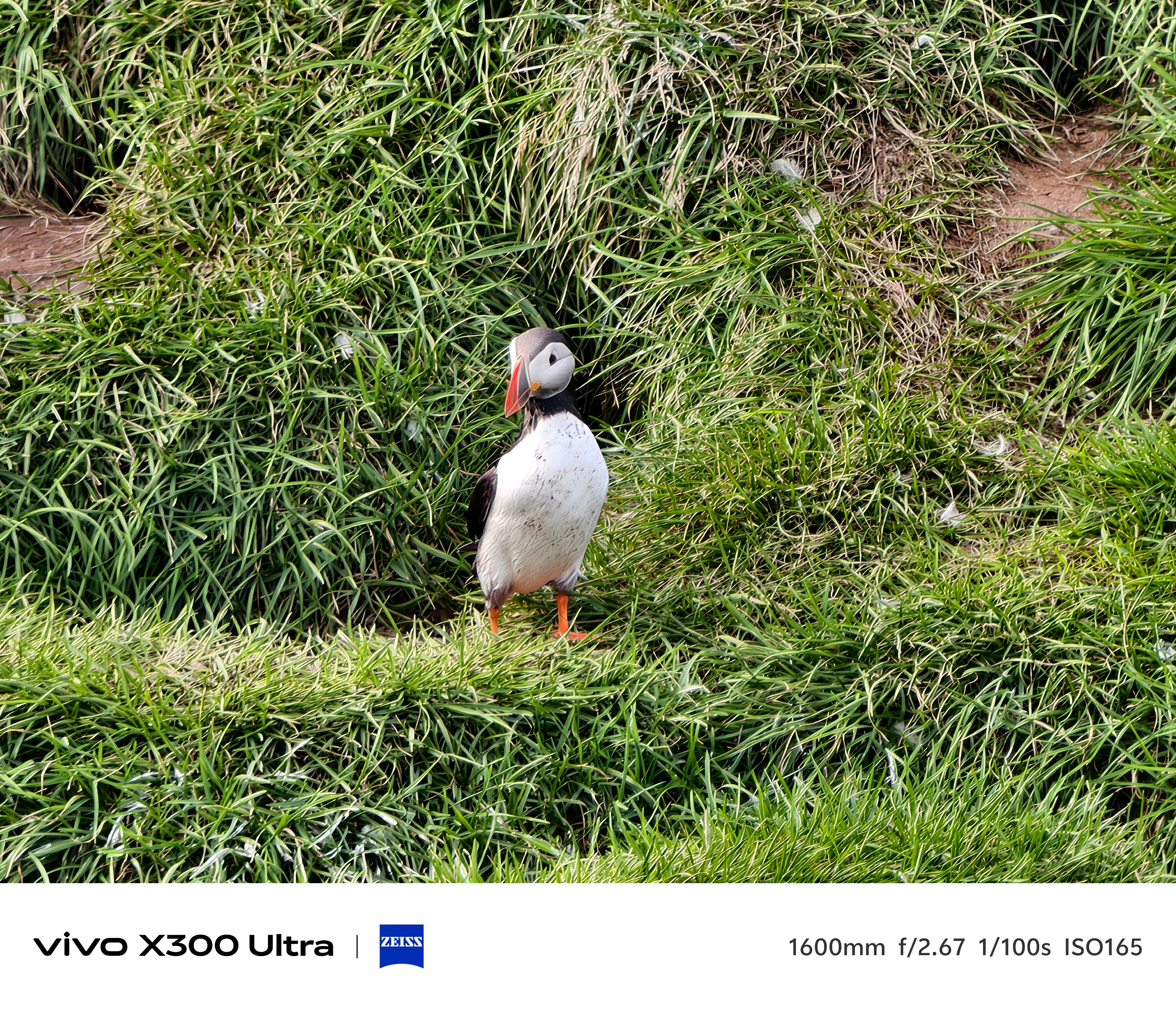Puffin 丑丑的哈哈 冰岛