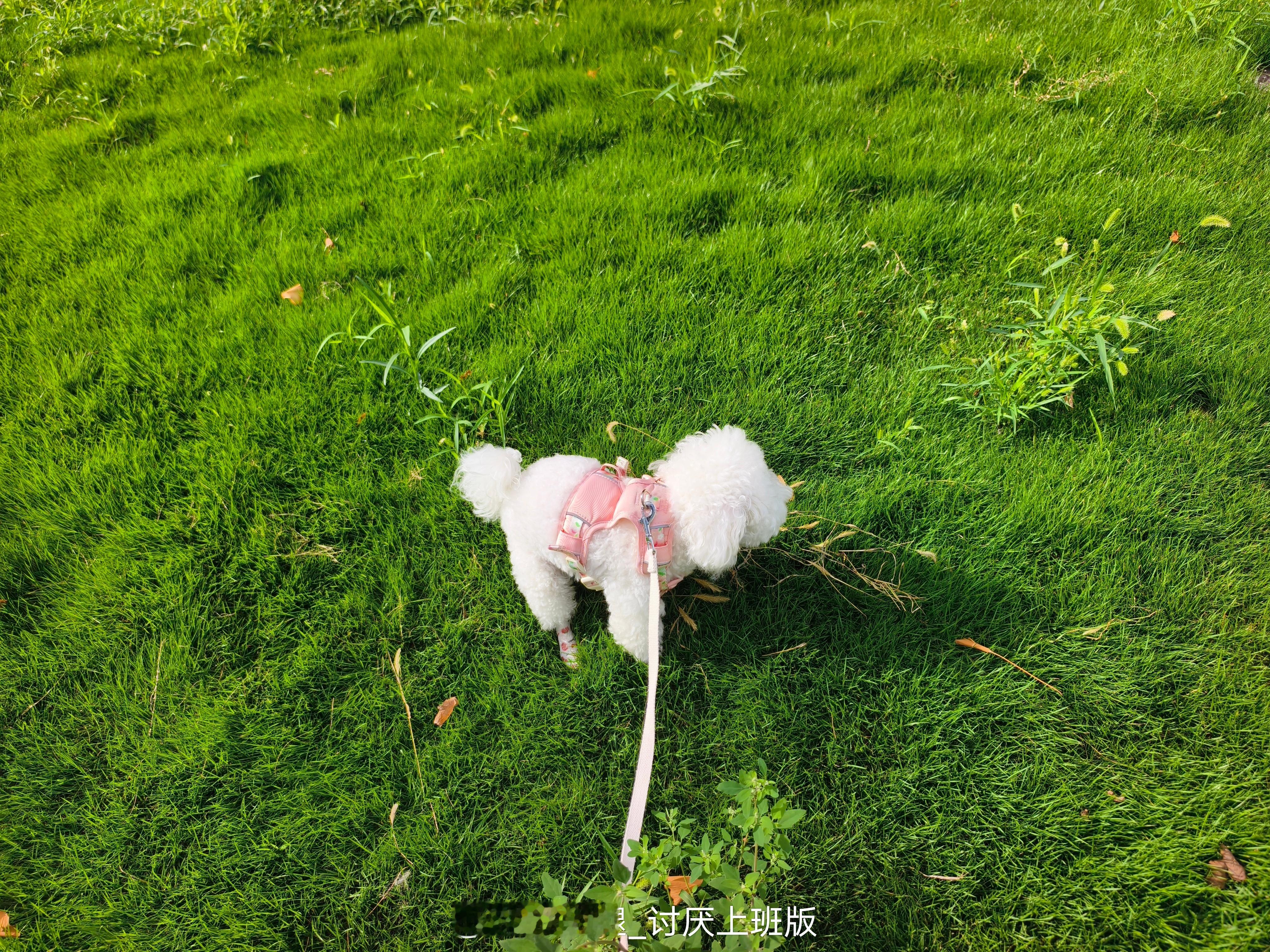 我的小棉花团子[太开心][太开心] ​​​