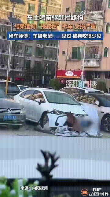 笑不活了！广东广州一名男子开车时，在街上遇见两只小狗嬉戏打闹，由于它们阻拦了去路