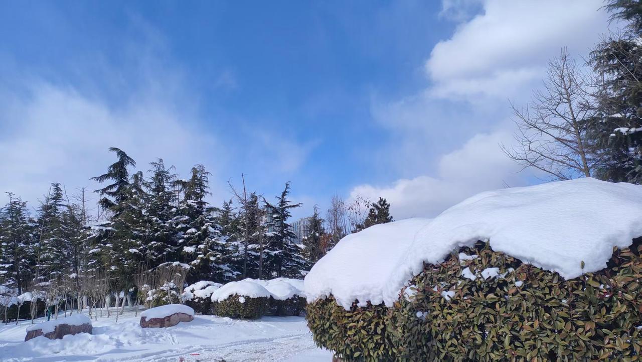 翠竹沐雨添秀色
苍松傲雪孕豪情