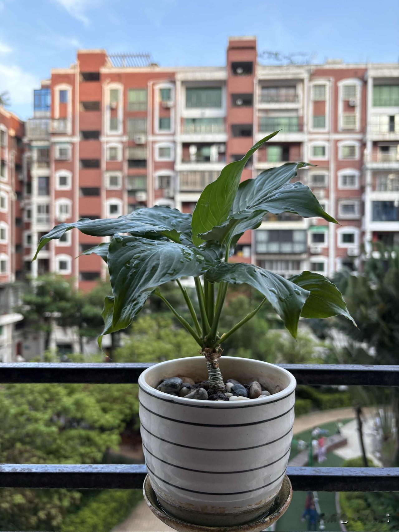 父爱，是一场沉默的浇灌，也是一本描述着18年的成长手记。

阳台上的这盆万年青，