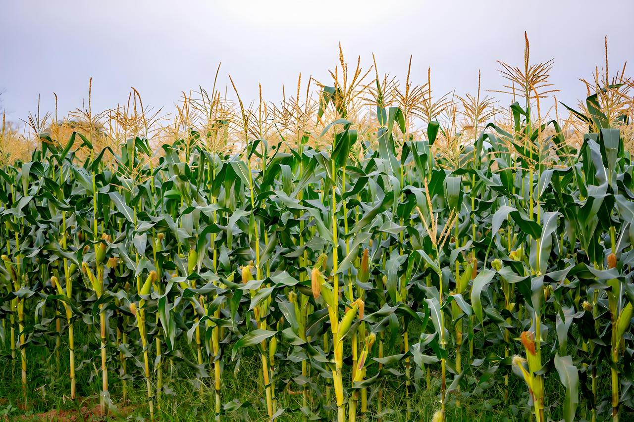 想起那个3A景区，感慨万千。当年建设它的时候我还捐了款，虽说钱不多，但也是一份心