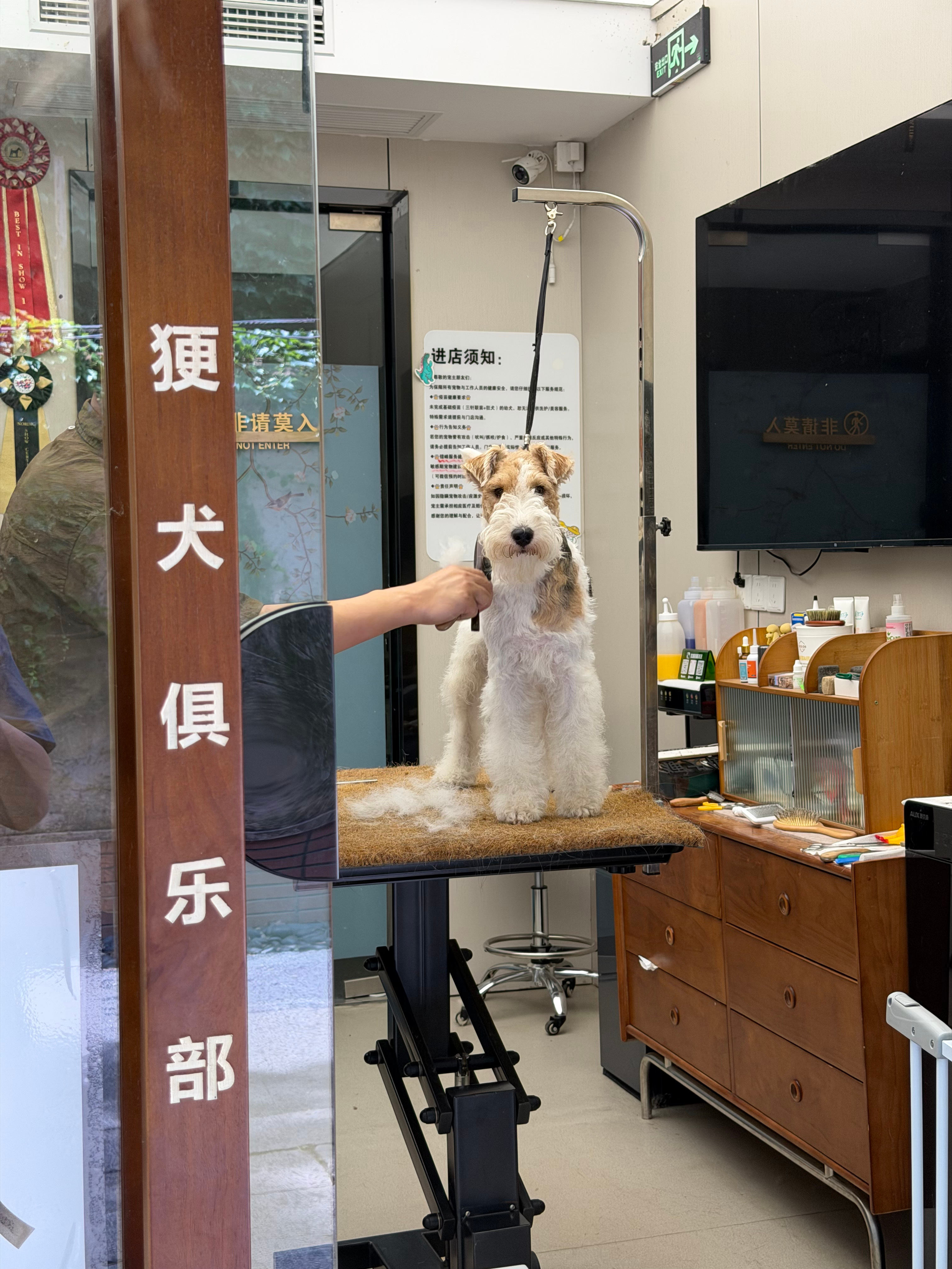 丁丁狗又来上海做美容了，拔毛+洗澡4个小时要花1000+，都够我去曲水兰亭连吃带