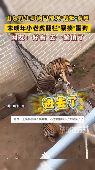 “这个小老虎火了！”山东，一动物园内，一条鬣狗隔着栅栏疯狂挑衅小老虎，接连两次，