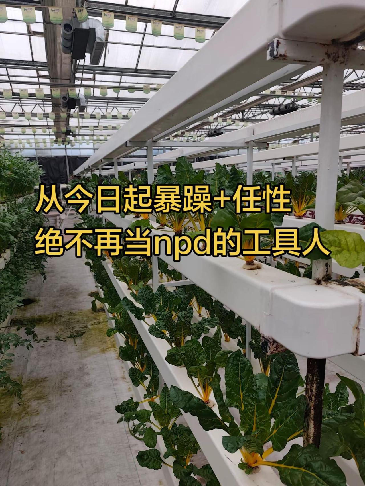 当了20几年雪包，身心俱疲，不想再当个让npd满意的工具人了，我要保命了。已经跟