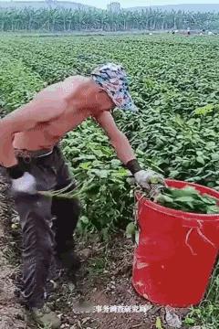 不懂就问，这个是什么食物？只要叶子！
