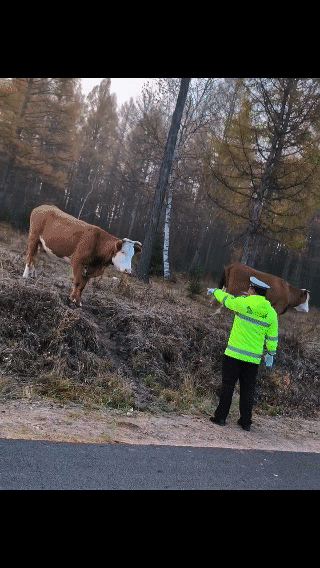 交警指挥交通把牛都整懵逼了[捂脸]
牛：我只是在路边吃口草啊，警官