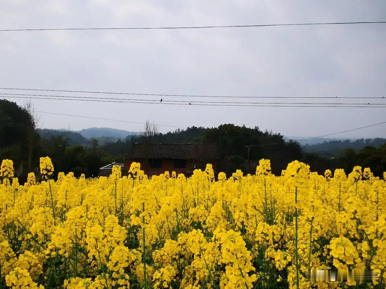 贡井桥头的山村花田