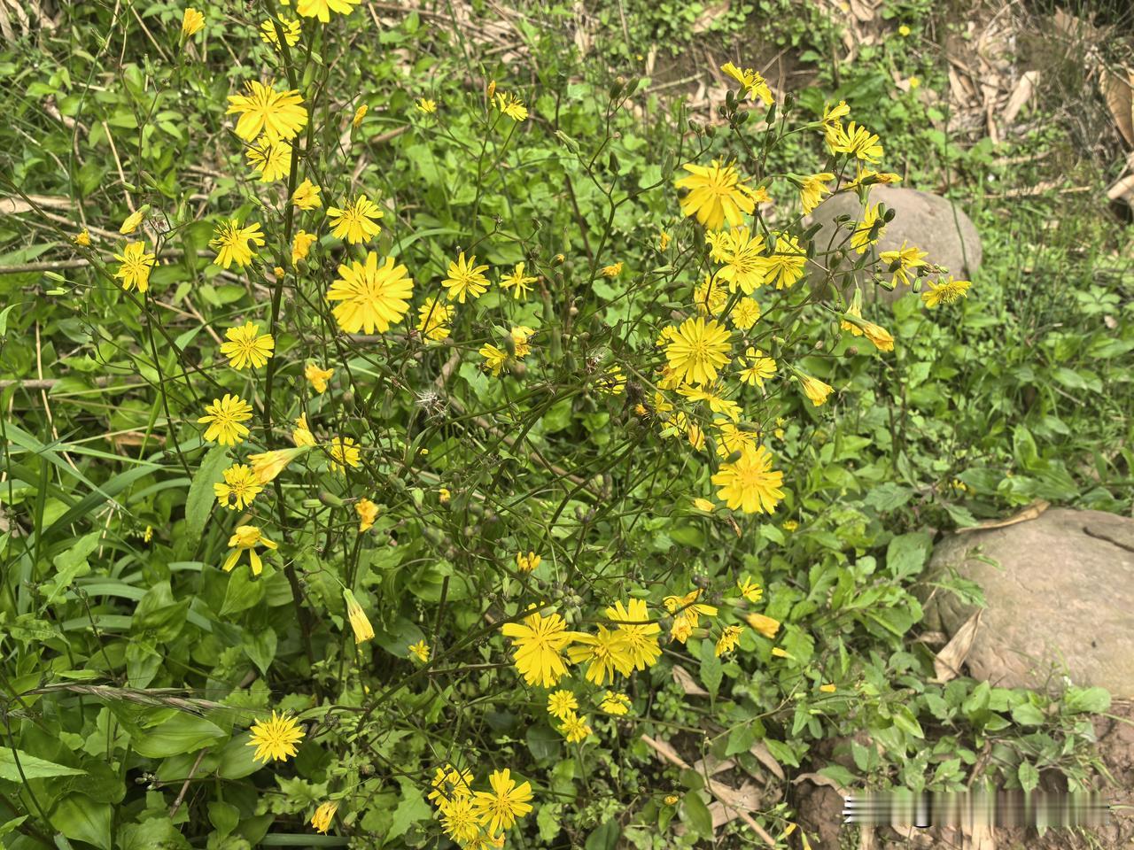 昨晚我跟俩娃说我今天要出去帮人采茶叶，你们自己在家采。政策给你们放宽点，各人采起