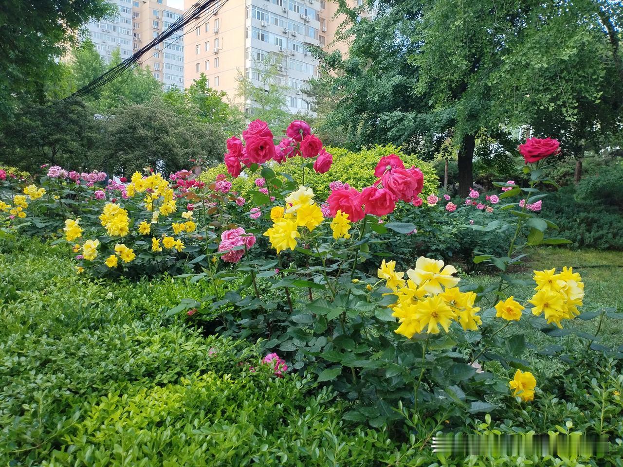 小区外路边溜达，发现月季花开得很好，随手拍了几张。
