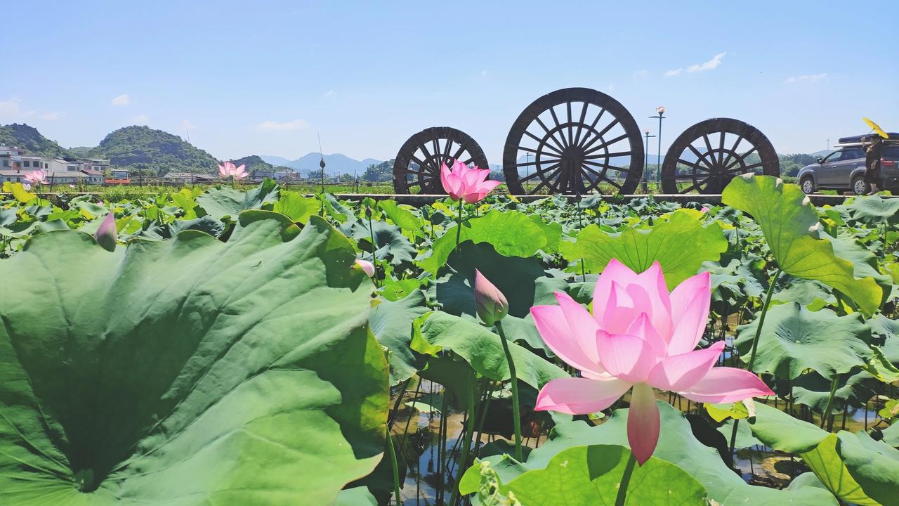 夏天又到了看荷花玩水的季节了，今天来给大家推荐一条人又少风景又美还有美食的一条小