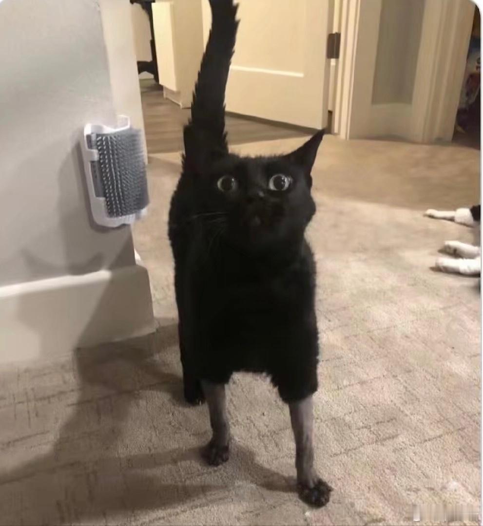 诚邀大家看我朋友的猫！它为了做手术刮掉了腿毛 