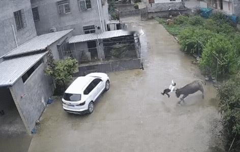 小男孩对大水牛说了一句话差点命没了，然后又说了一句话救了自己一命！

福建龙岩一