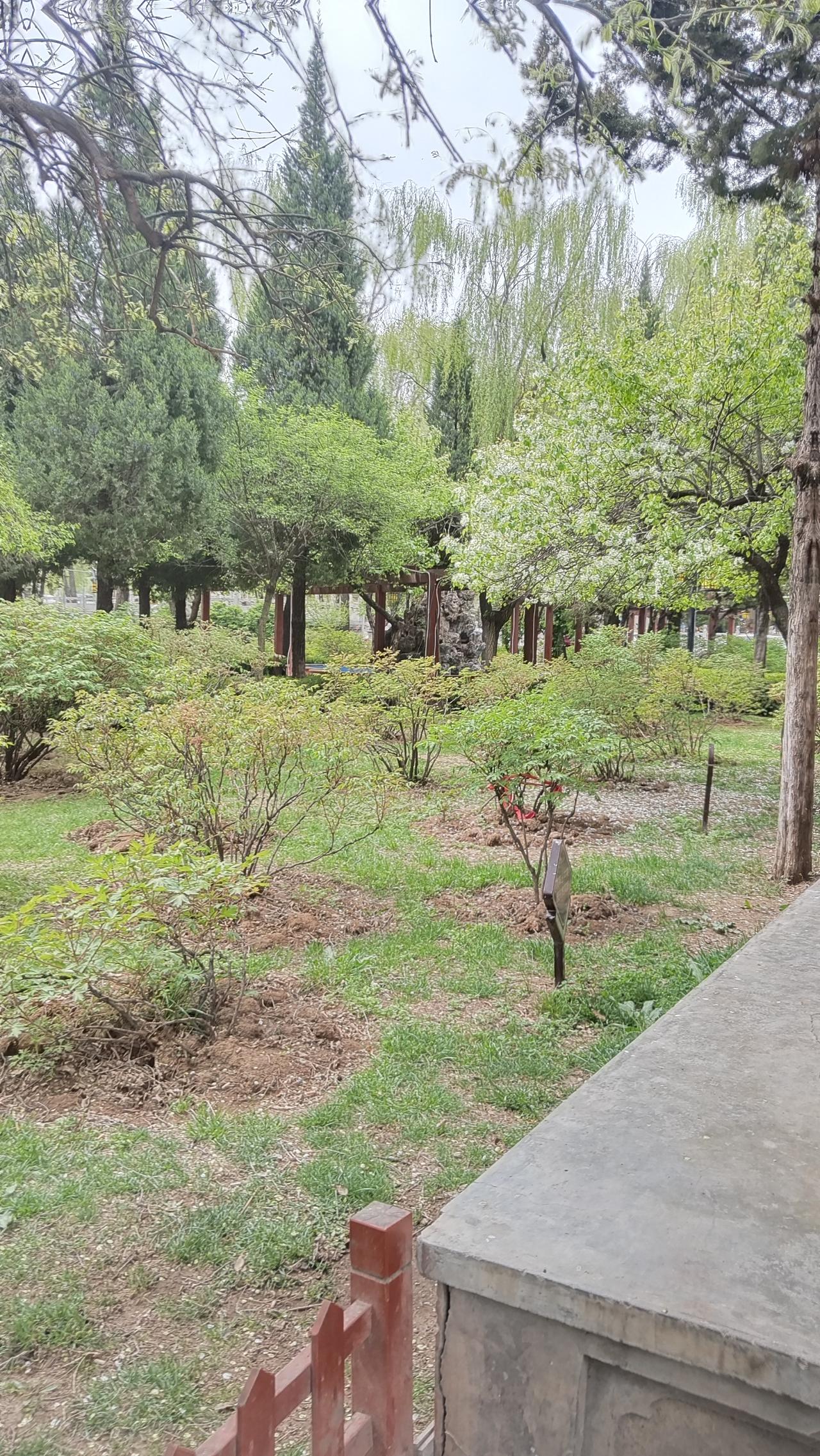 春日公园漫步，绿意盎然，花木扶疏。一路走来，各种绿植像是被春天这位艺术家精心雕琢