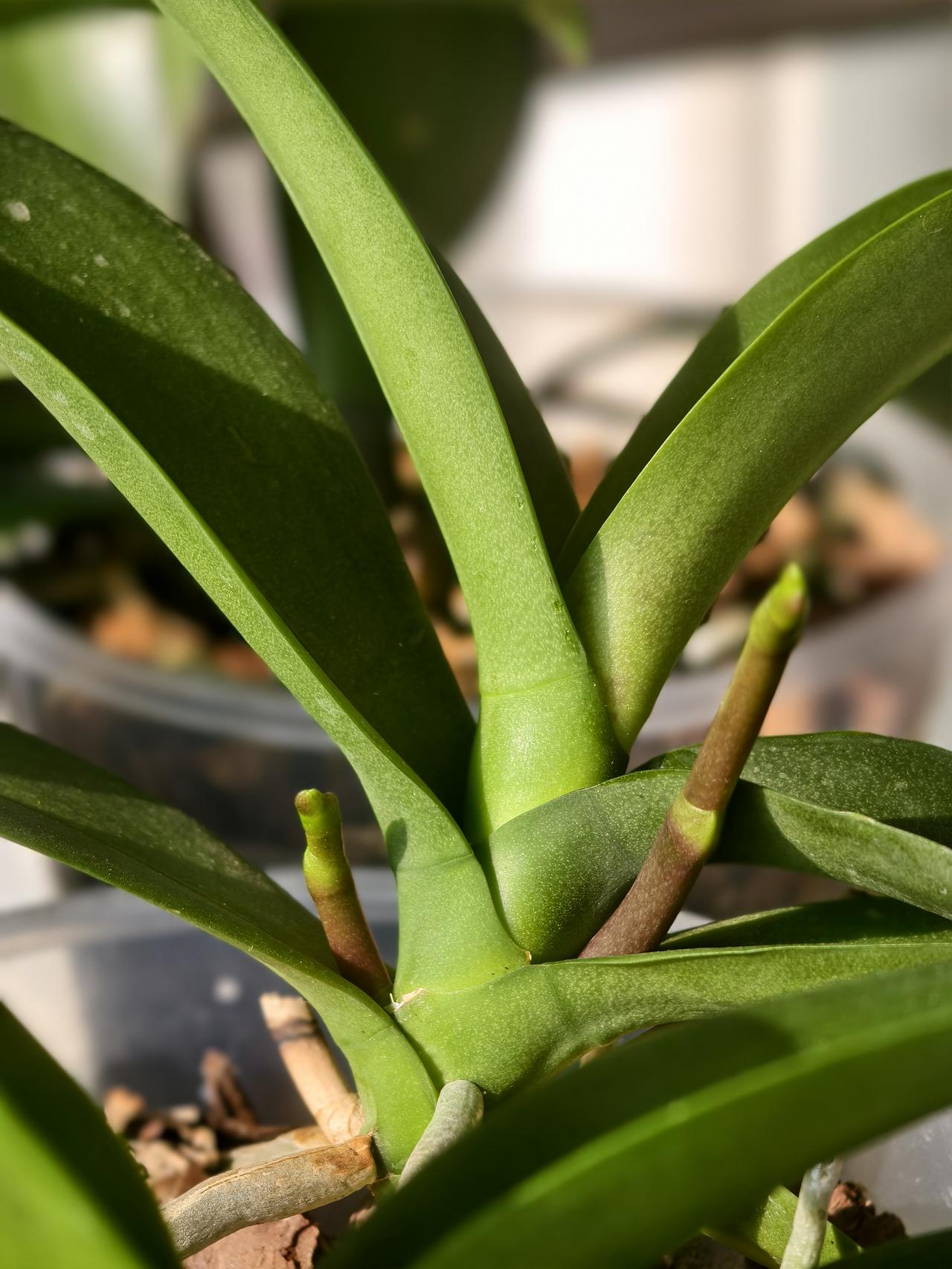 第一次养蝴蝶兰，出来的花剑长的噌噌的。
之前觉得养蝴蝶兰是超高难度的动作，热心花