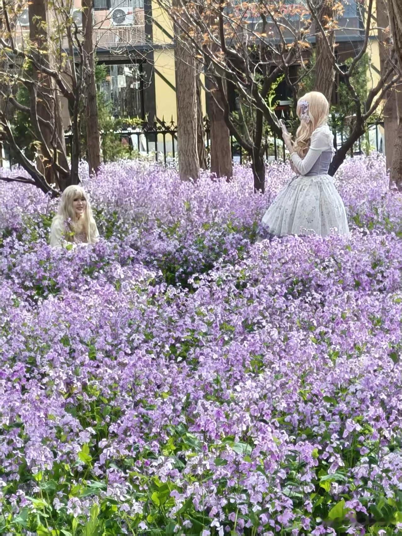 大连理工大学是校园，也是美丽的大花园，一片片紫色的二月兰花，好似花海，开的好漂亮