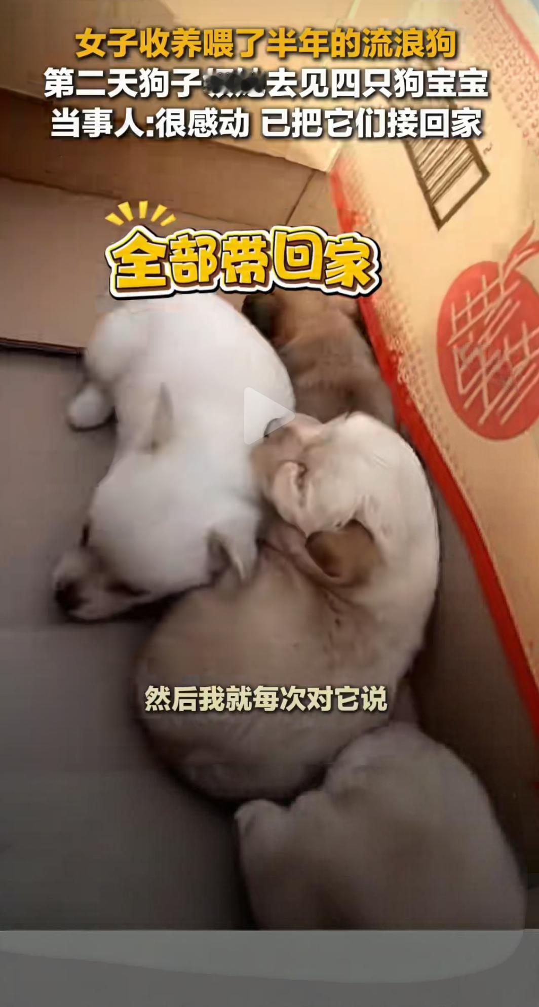 河南女子12月3日（受访），收养流浪
狗第二天被它领着去见四只狗宝宝，当事人：很