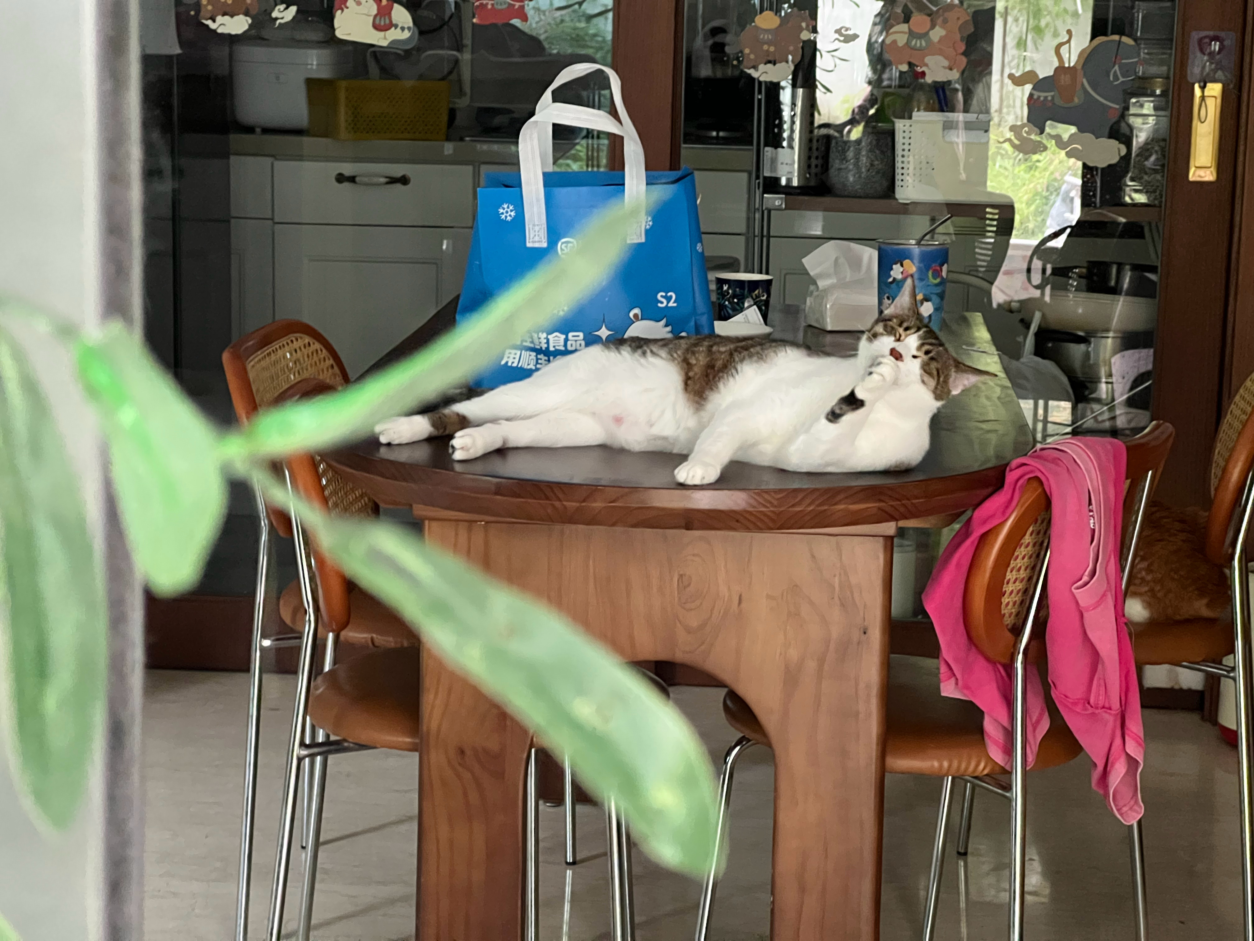 这个猫今天是焊在餐桌上了，躺了一天了都不肯挪窝萌宠c位计划