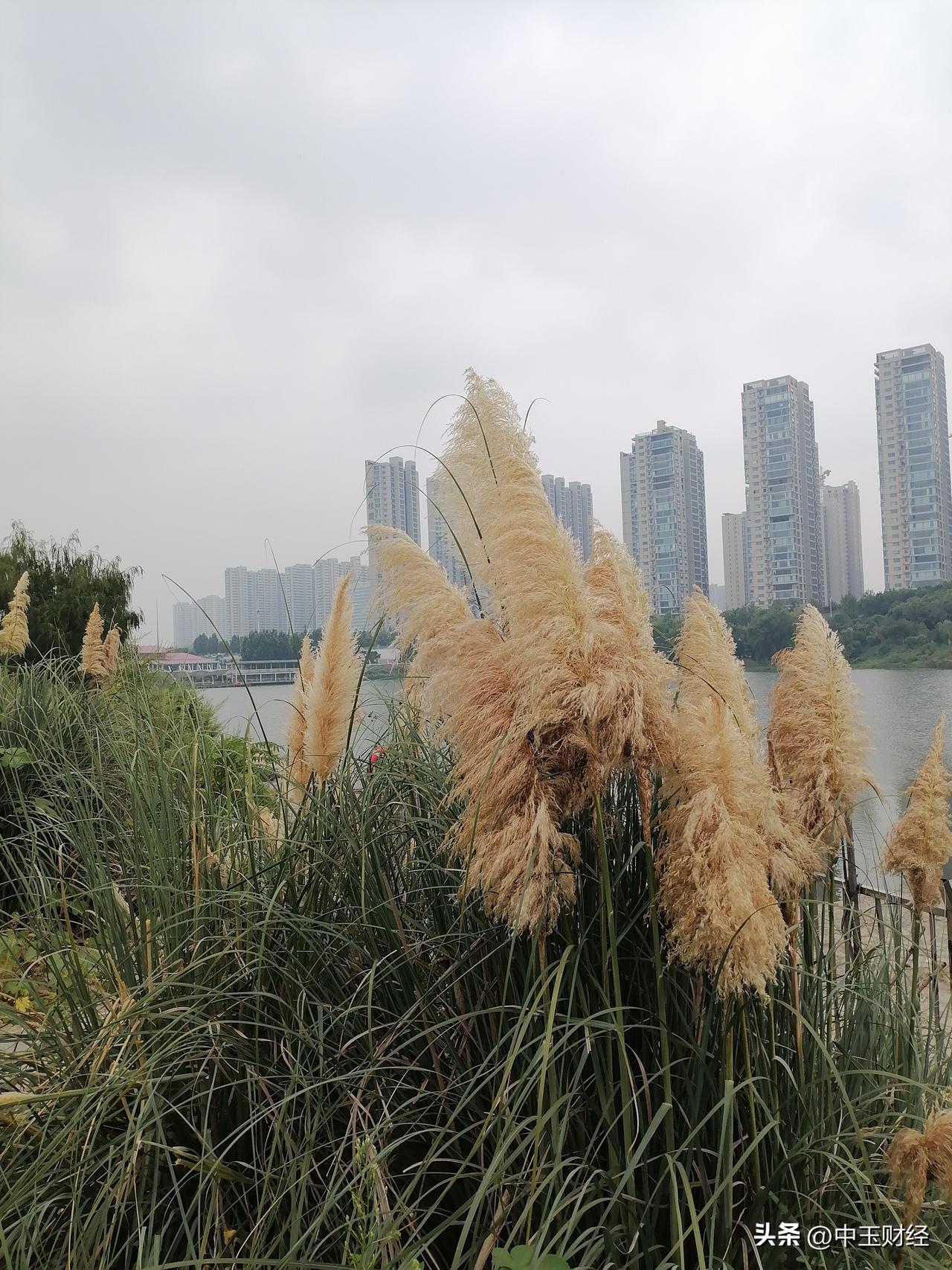 发一张图片，让我猜出你在哪里拍的河边的这种植物，一旦呈现这种颜色，就意味着秋天拉