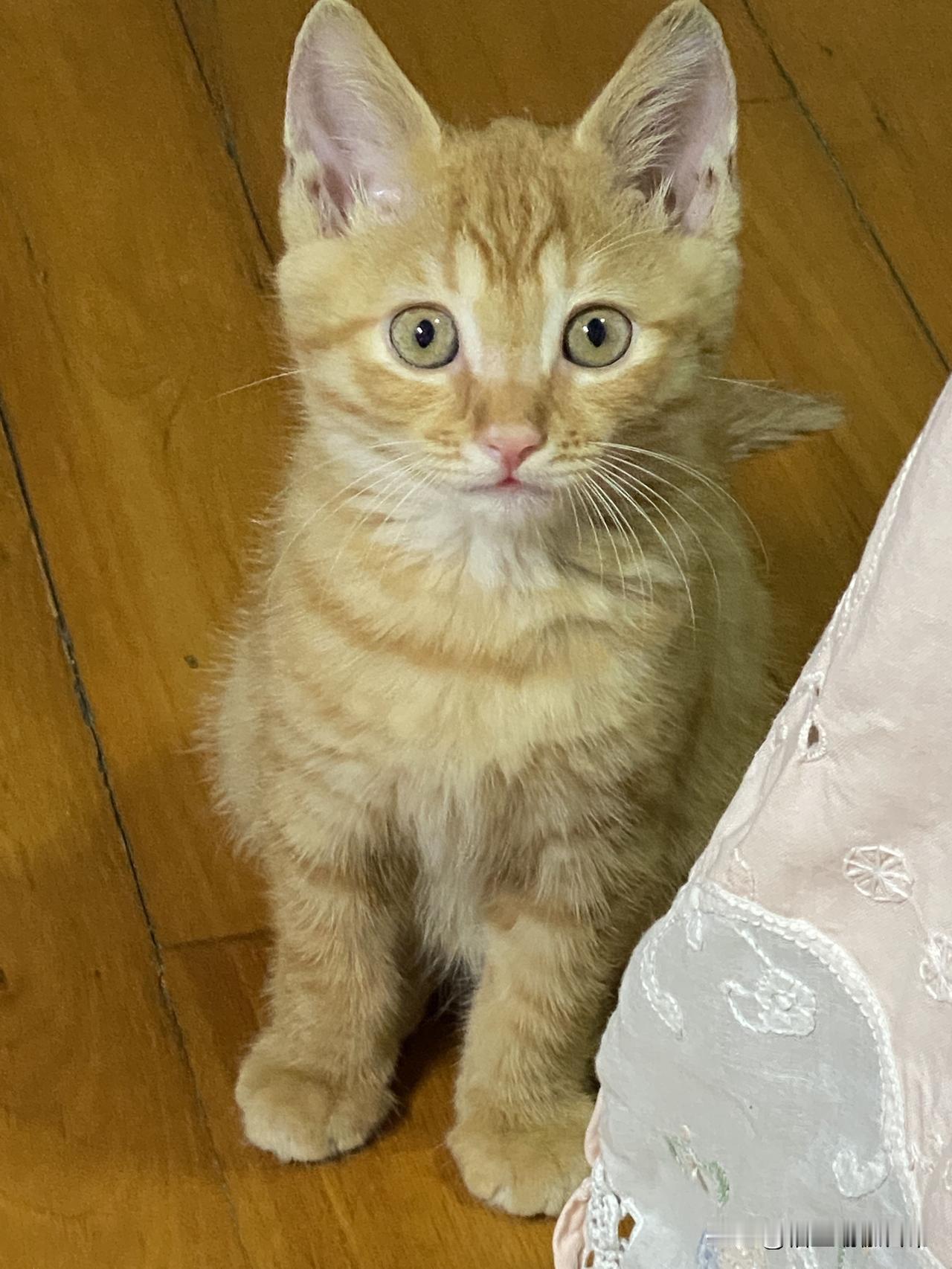 我家的橘猫-月月
2025年8月4日，朋友告诉我有个猫咪在垃圾桶旁边，我把它带回