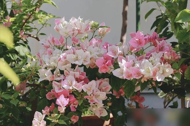 三角梅养错了真的白费劲！最近刷到好多花友说三角梅要“虐着养”——别用大盆、别勤浇