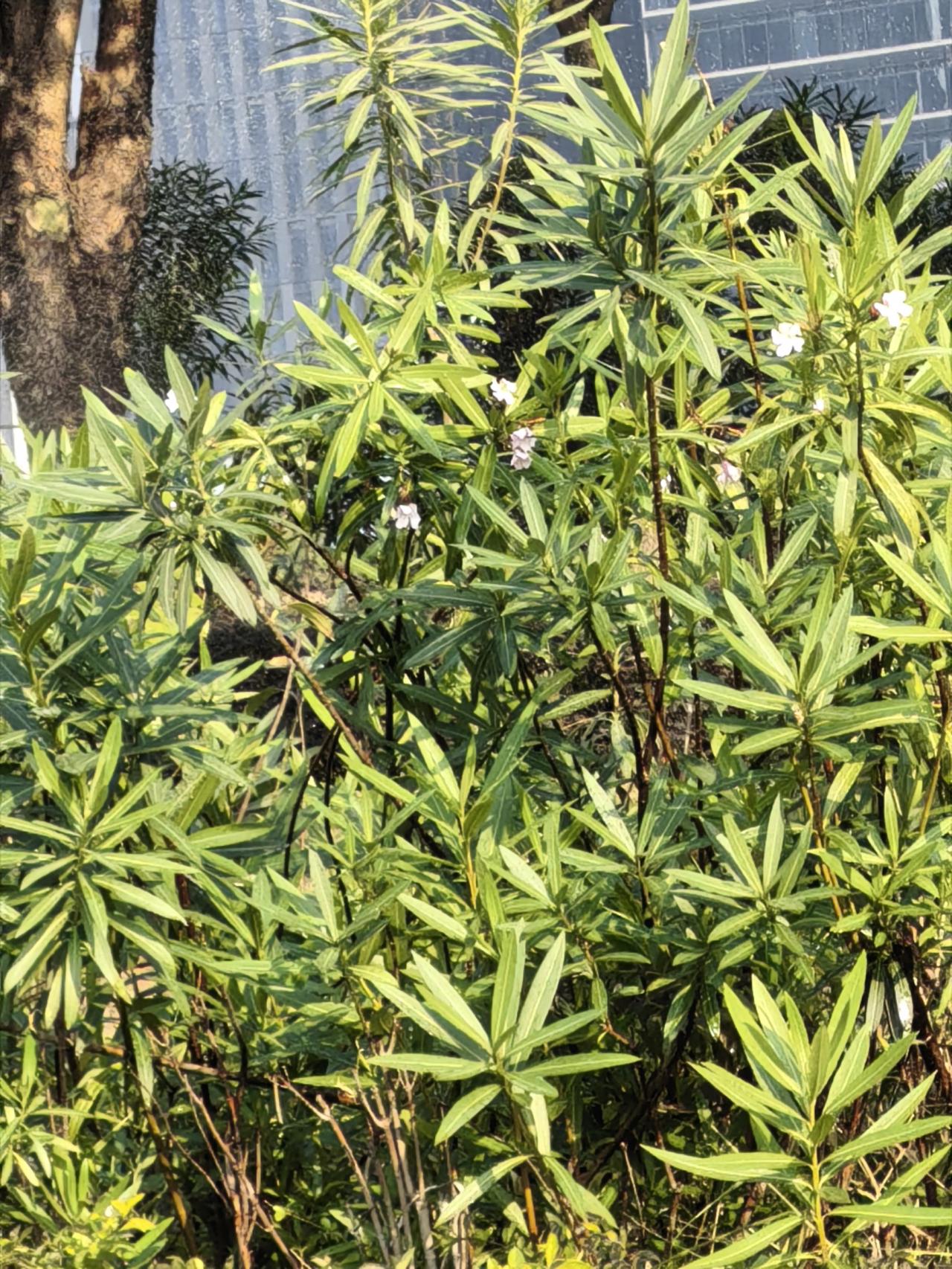 被一丛夹竹桃绊住的午后
下楼扔垃圾的功夫，居然被路边这丛夹竹桃勾得挪不开脚了。