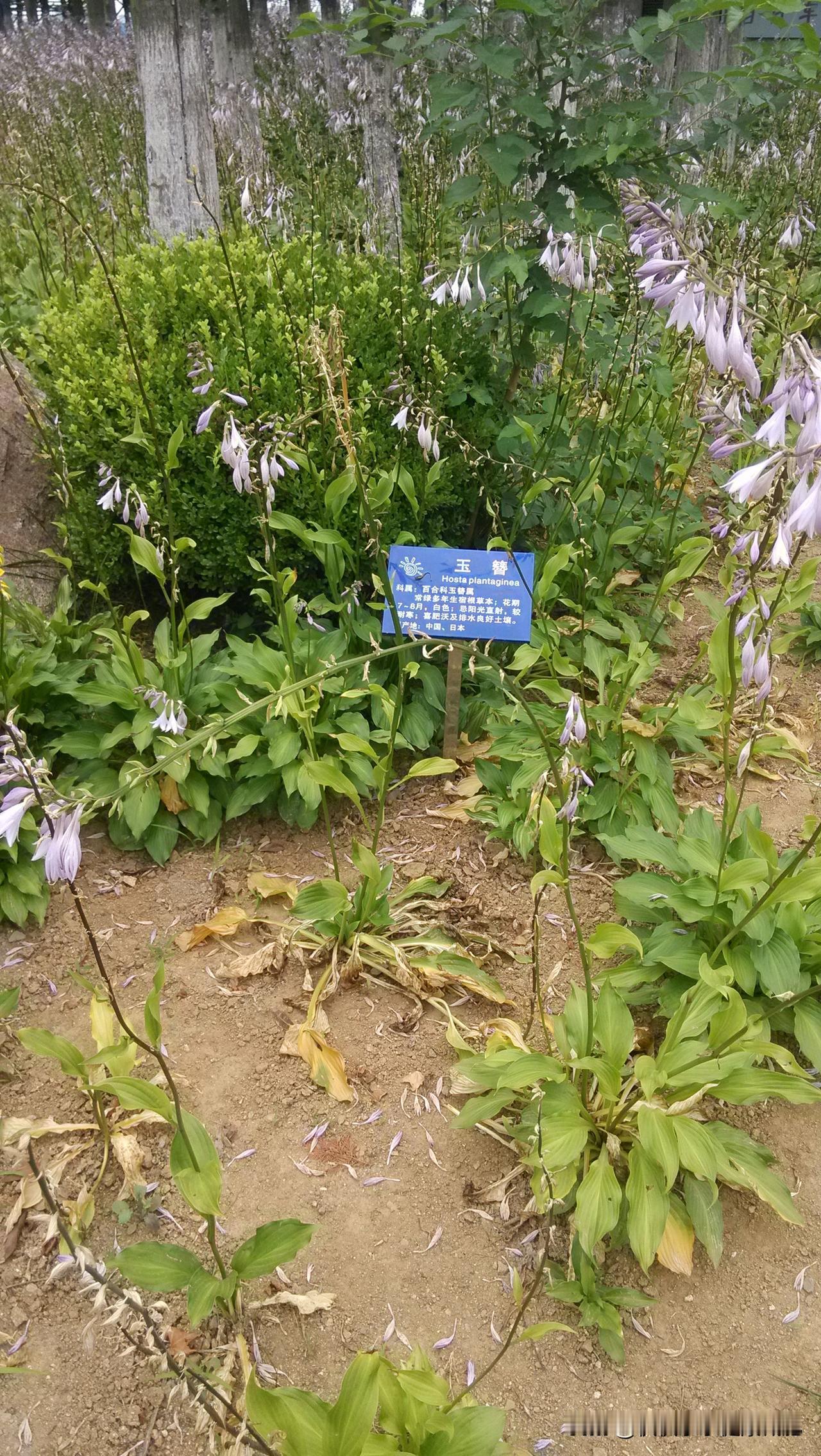 分享城市新鲜事到处都有美丽的花