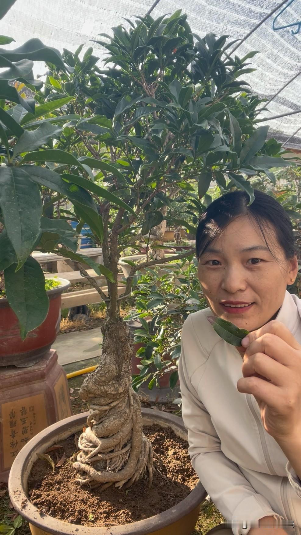 桂花树叶子尖干枯怎么办勤浇水，别暴晒，叶子就不会在干尖了，浇水浇透
