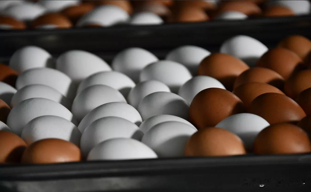 【时隔近5年，捷克恢复从俄罗斯进口鸡蛋】
莫斯科时间2026年2月26日，俄罗斯