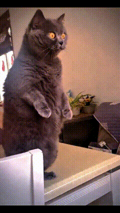 注意看！你瞅瞅这只蓝猫，听到动静立马直起身子，支棱得跟个小大人儿似的，俩前爪抬得