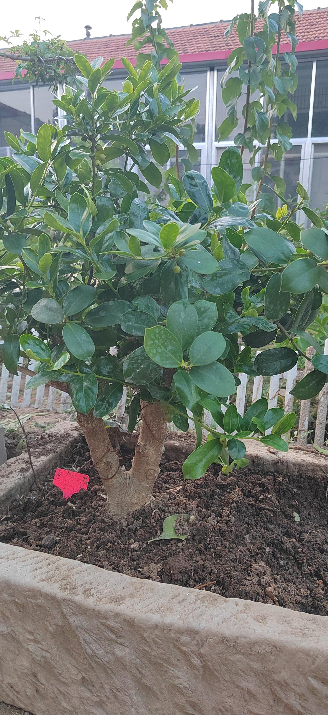 养一盆花 我的养树日常 庭院种植盆栽