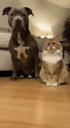 猫咪：我辛辛苦苦争宠，你就给我吃素？狗都比我吃得好？本喵颜面何在！😤
 
当场