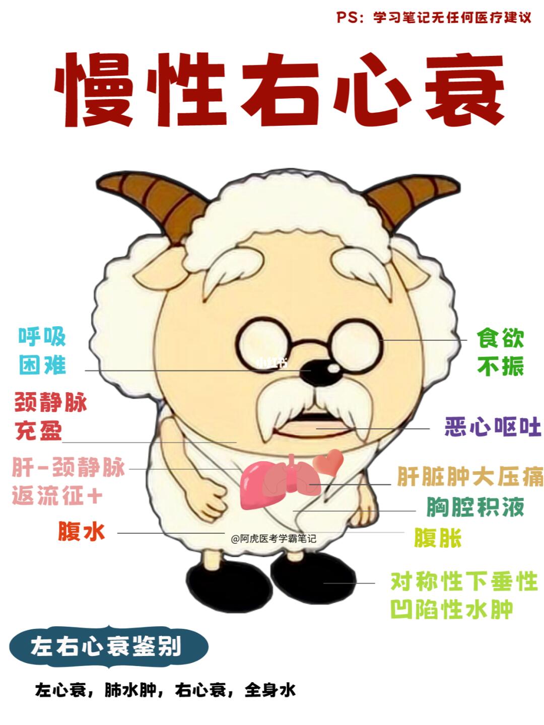 阿虎医考学霸笔记：当慢羊羊得了慢性右心衰