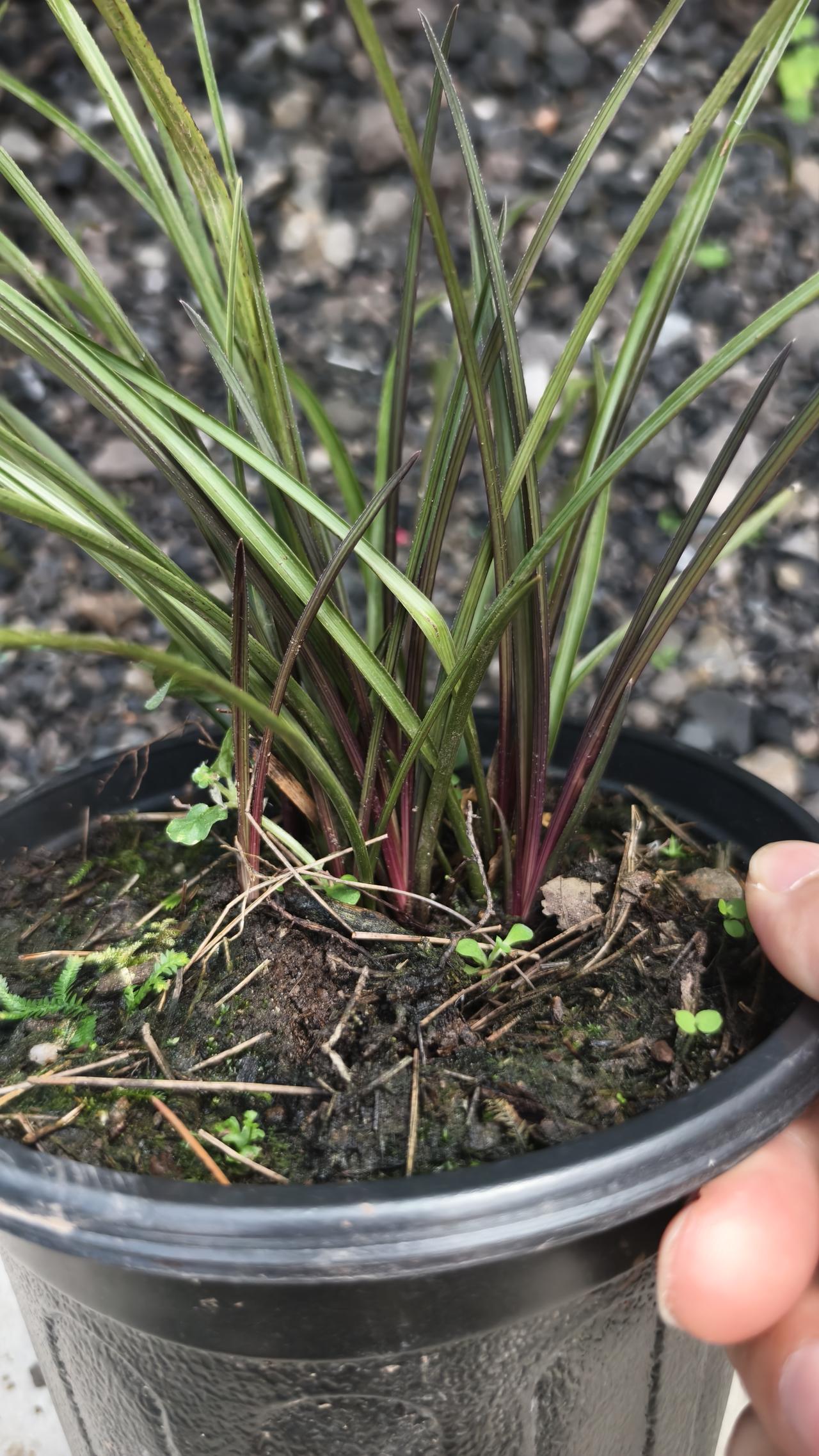不知道您养的是什么品种的兰花?看看能认识几种兰花？每个季节都有不同兰花欣赏！春夏