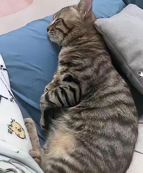 所有养猫人都逃不过的真香定律！规矩都是用来打破的
 
谁也不用犟，谁要是养了猫咪