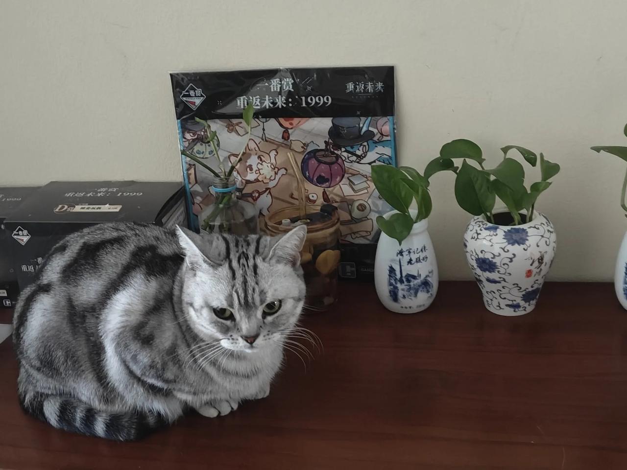 家庭新成员，美短猫，赋予它一个名字多宝，姐姐家布偶叫元宝，大姑家猫，一个叫淘宝，